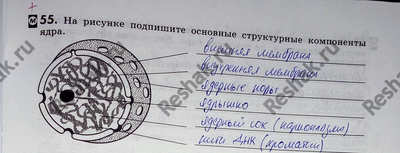 Изображение Упр.55 ГДЗ Рабочая тетрадь Пасечник 9 класс