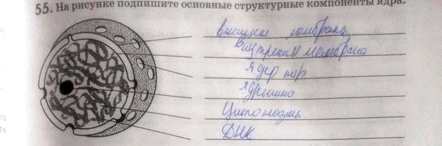 Изображение Упр.55 ГДЗ Рабочая тетрадь Пасечник 9 класс